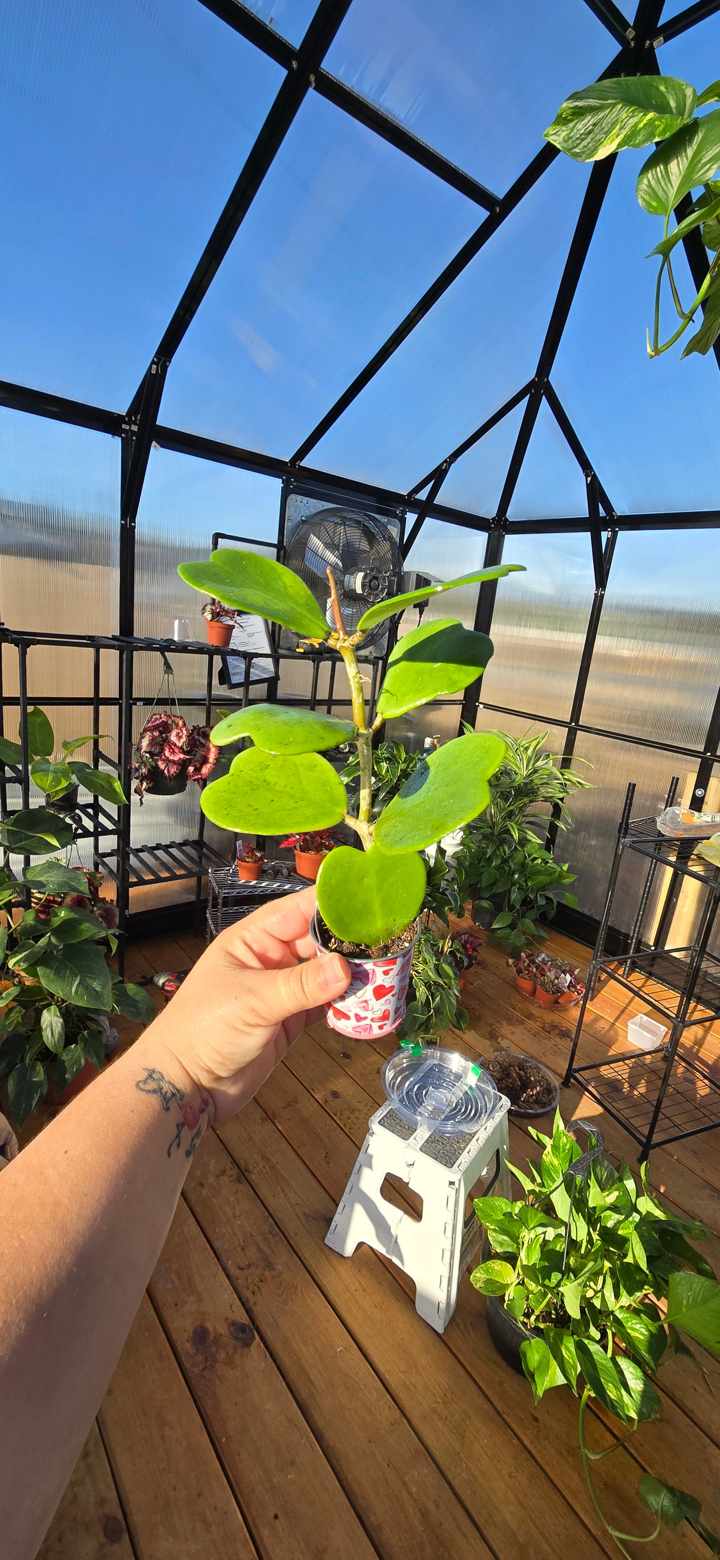 Hoya Kerri heart vine