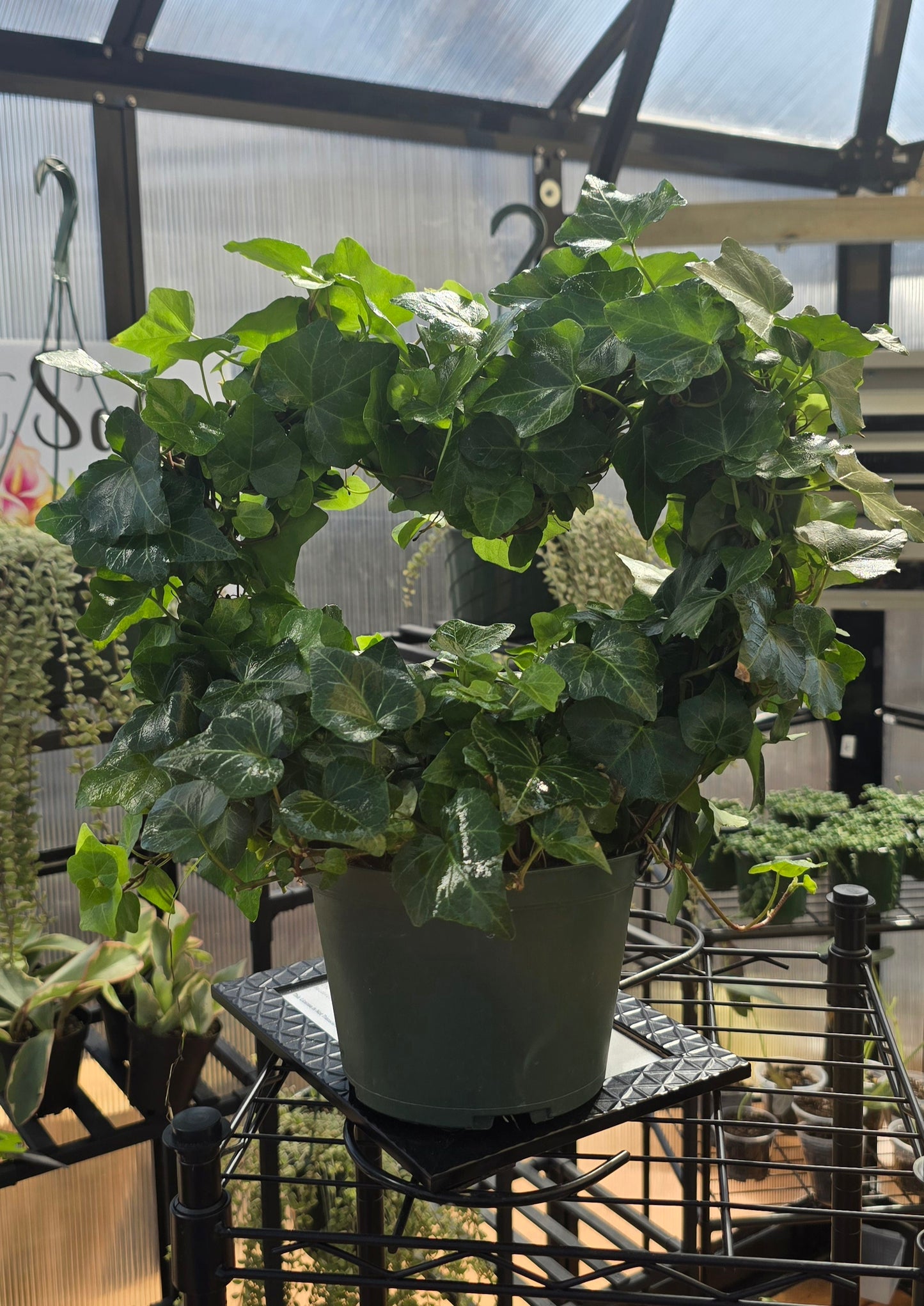 6 in ivy heart