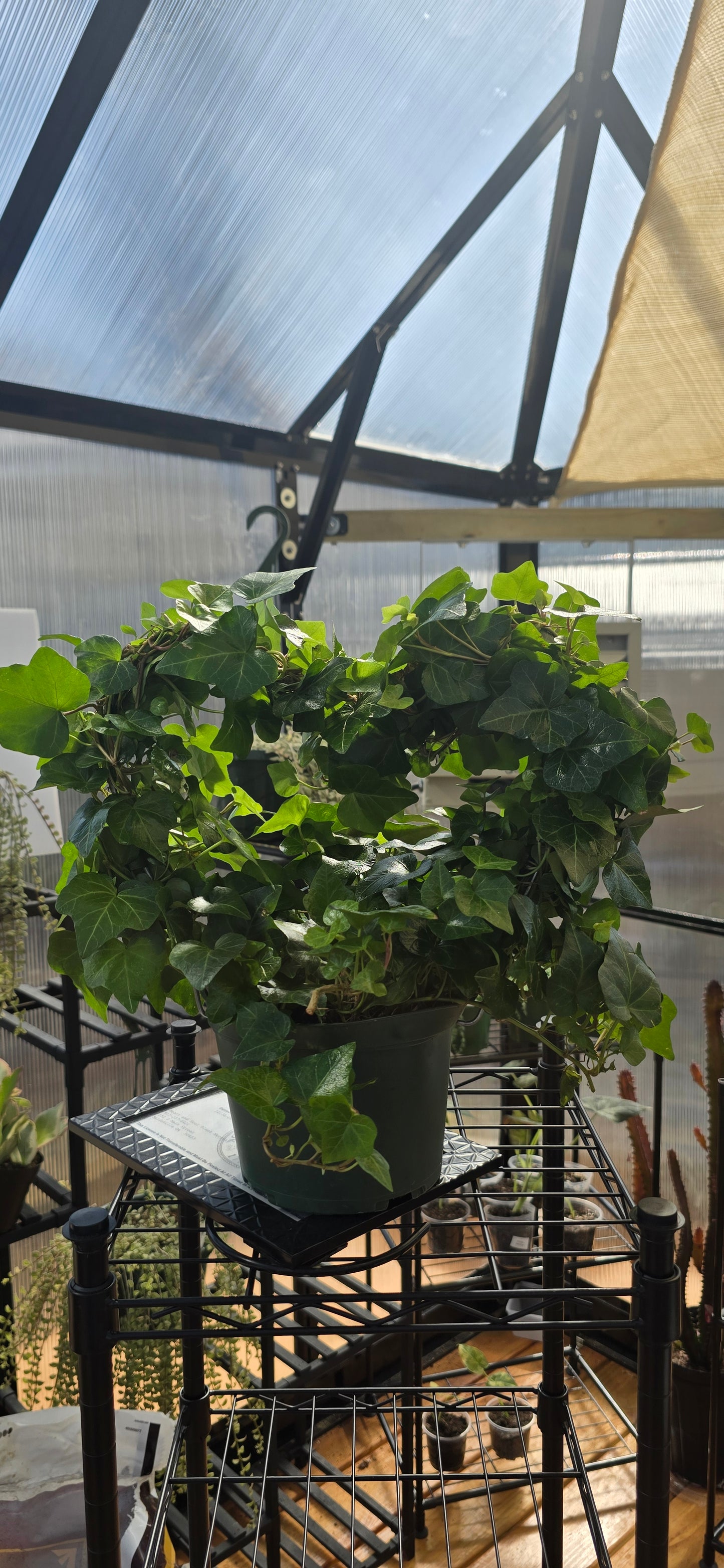 6 in ivy heart