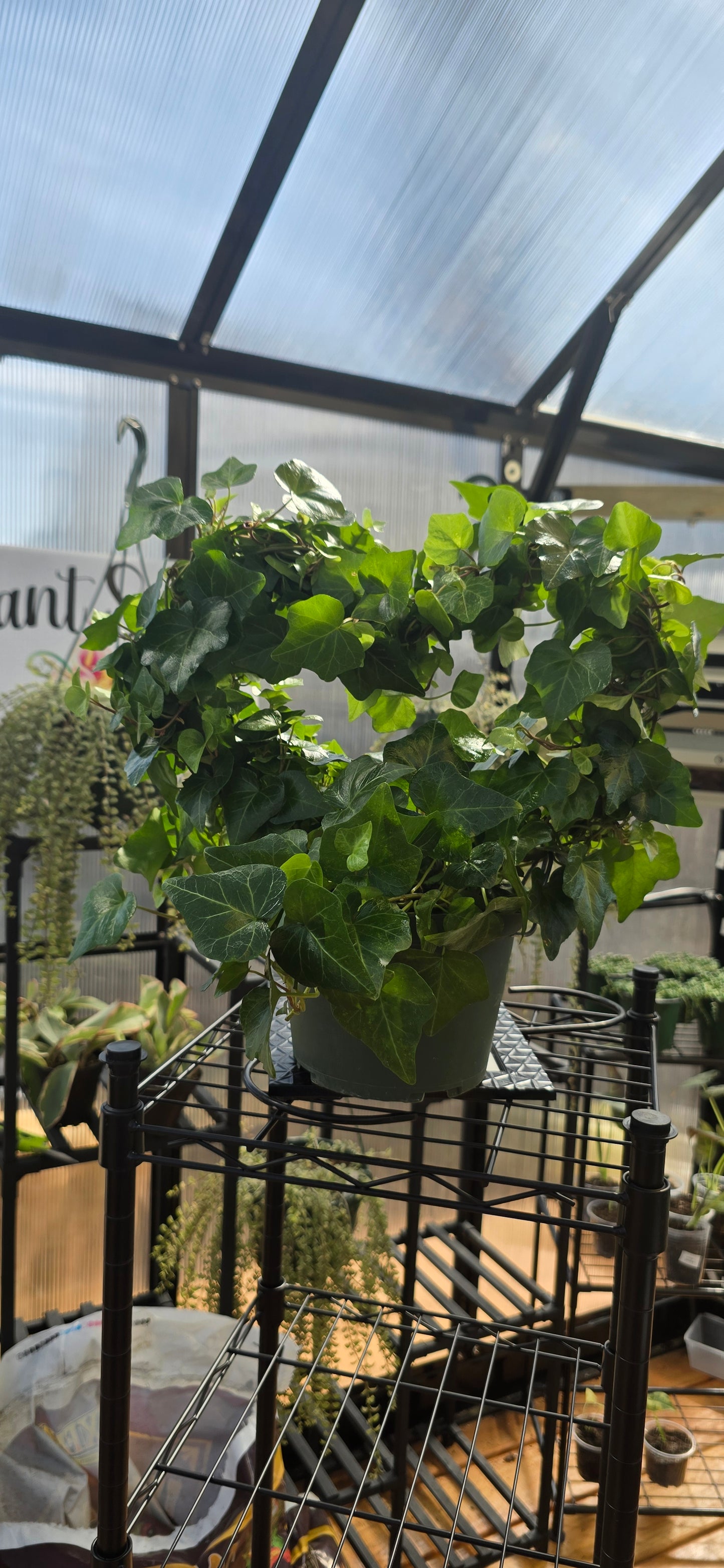 6 in ivy heart