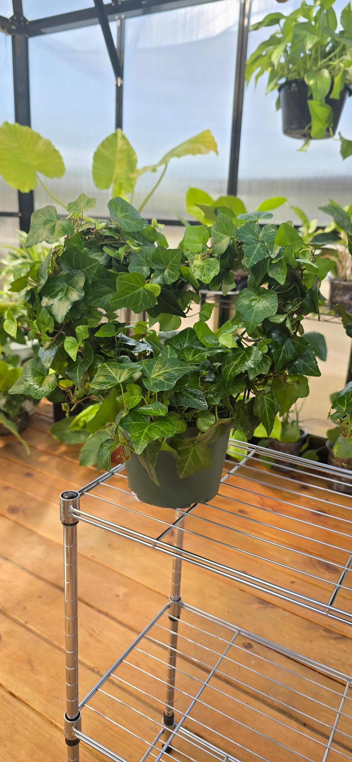 6 in ivy heart