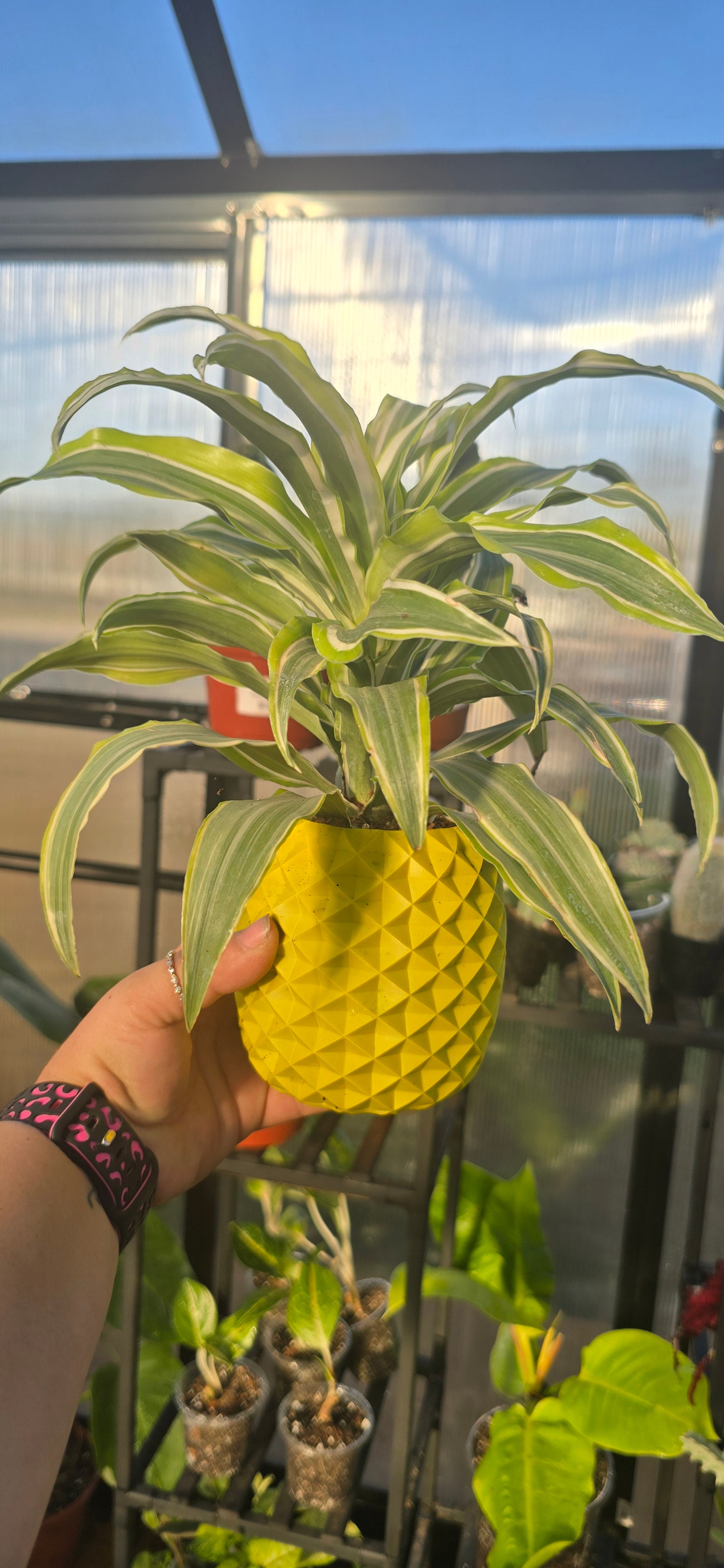 dracena pineapple plant Drecanea pineapple planter – Heart and Soul Plant Nursery