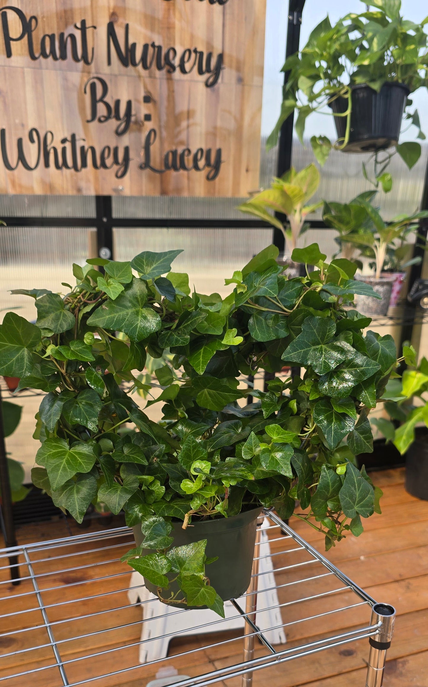 6 in ivy heart