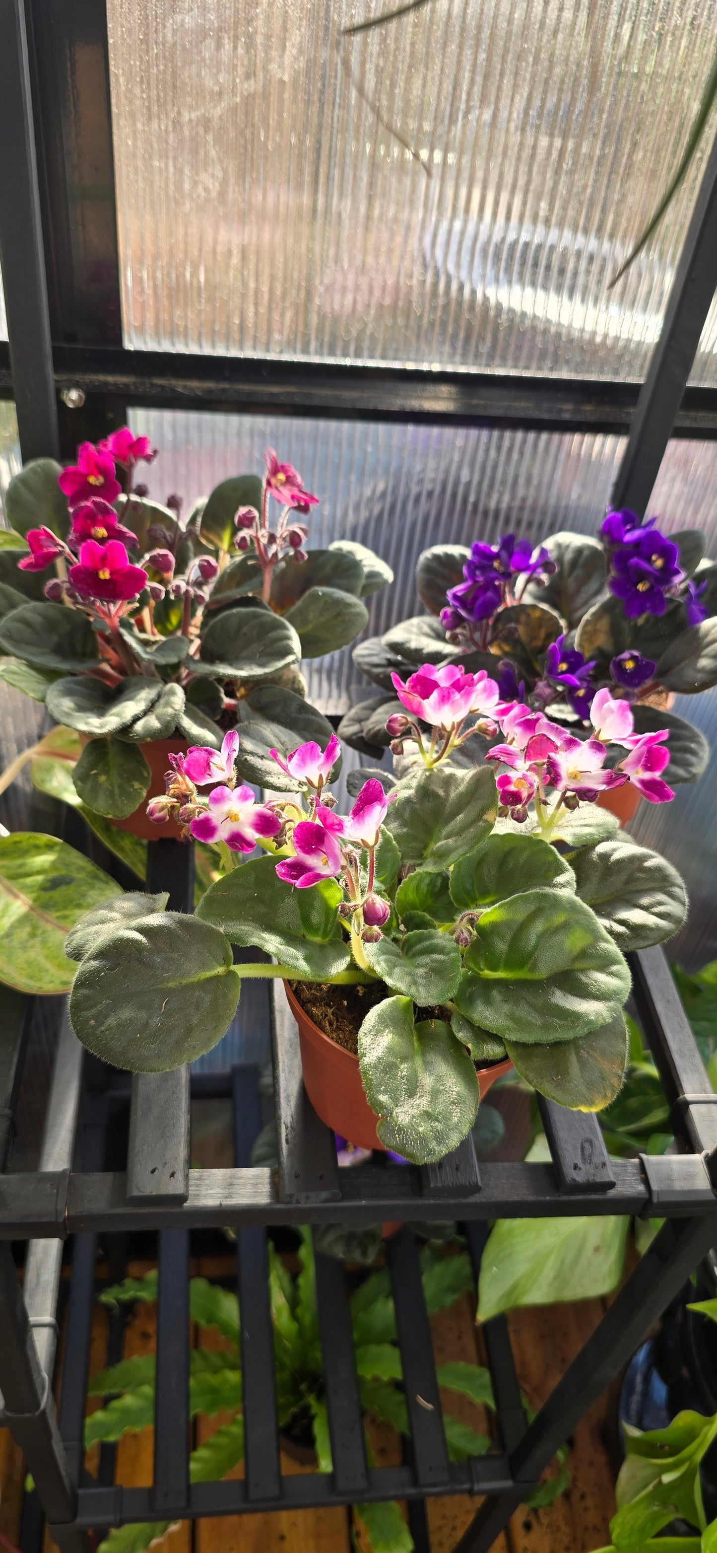 African violets