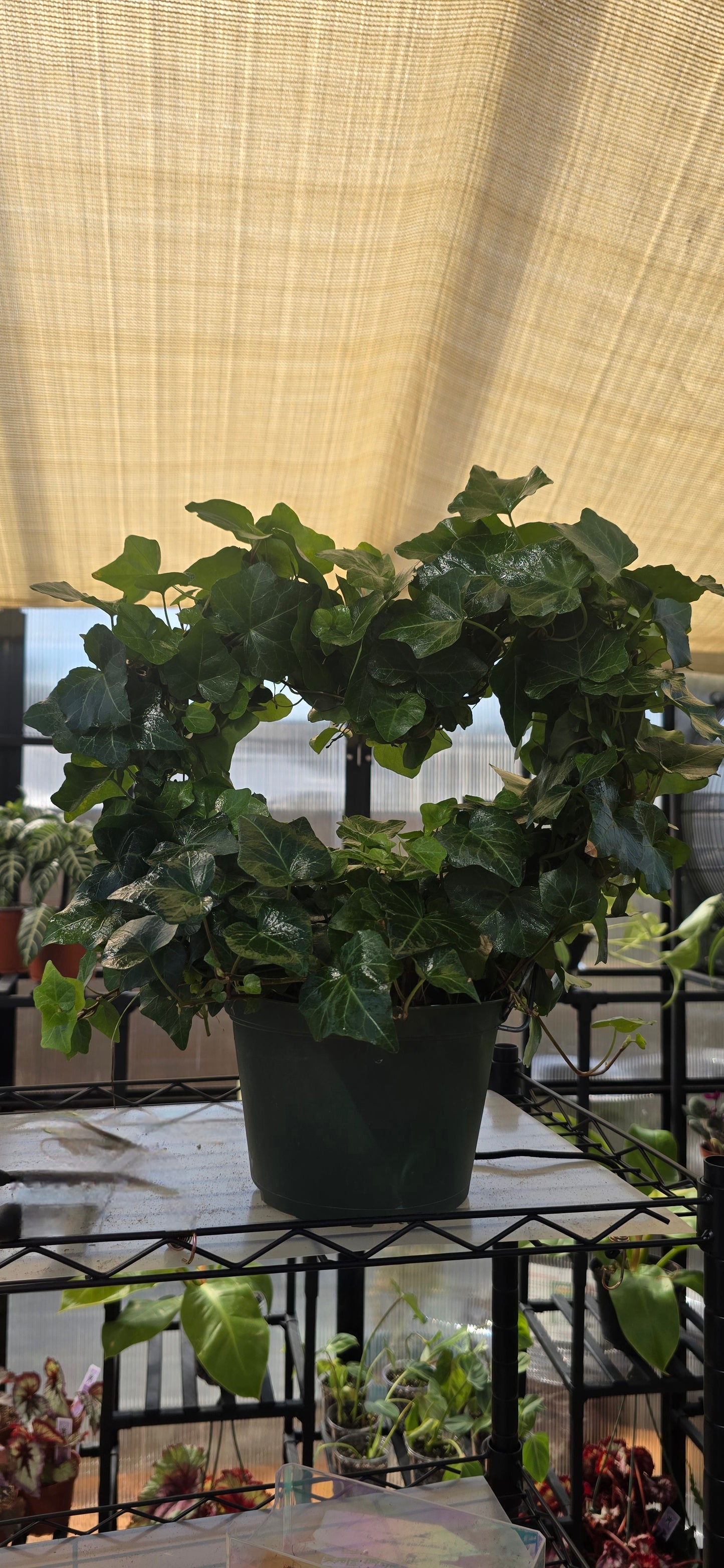 6 in ivy heart