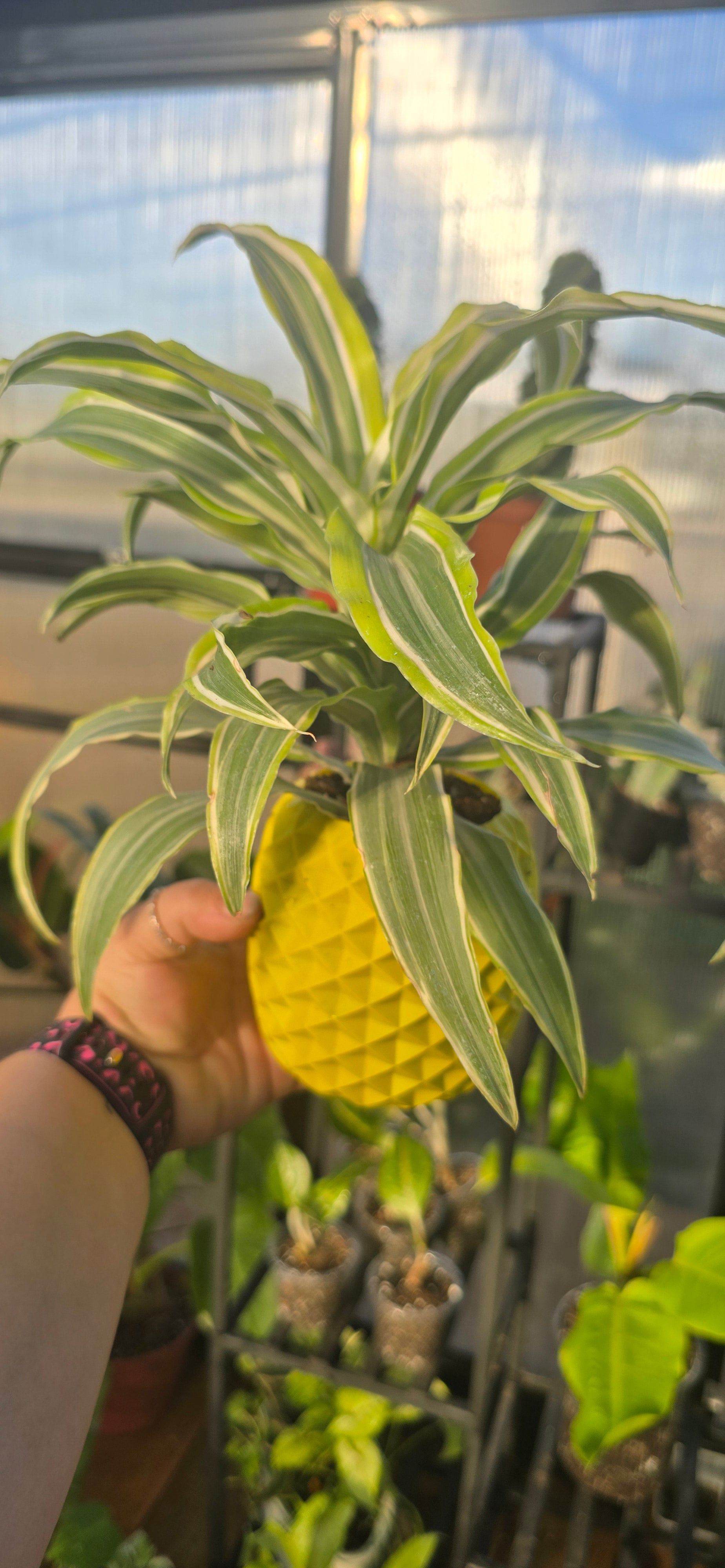 colada large pineapple planter Drecanea pineapple planter – Heart and Soul Plant Nursery