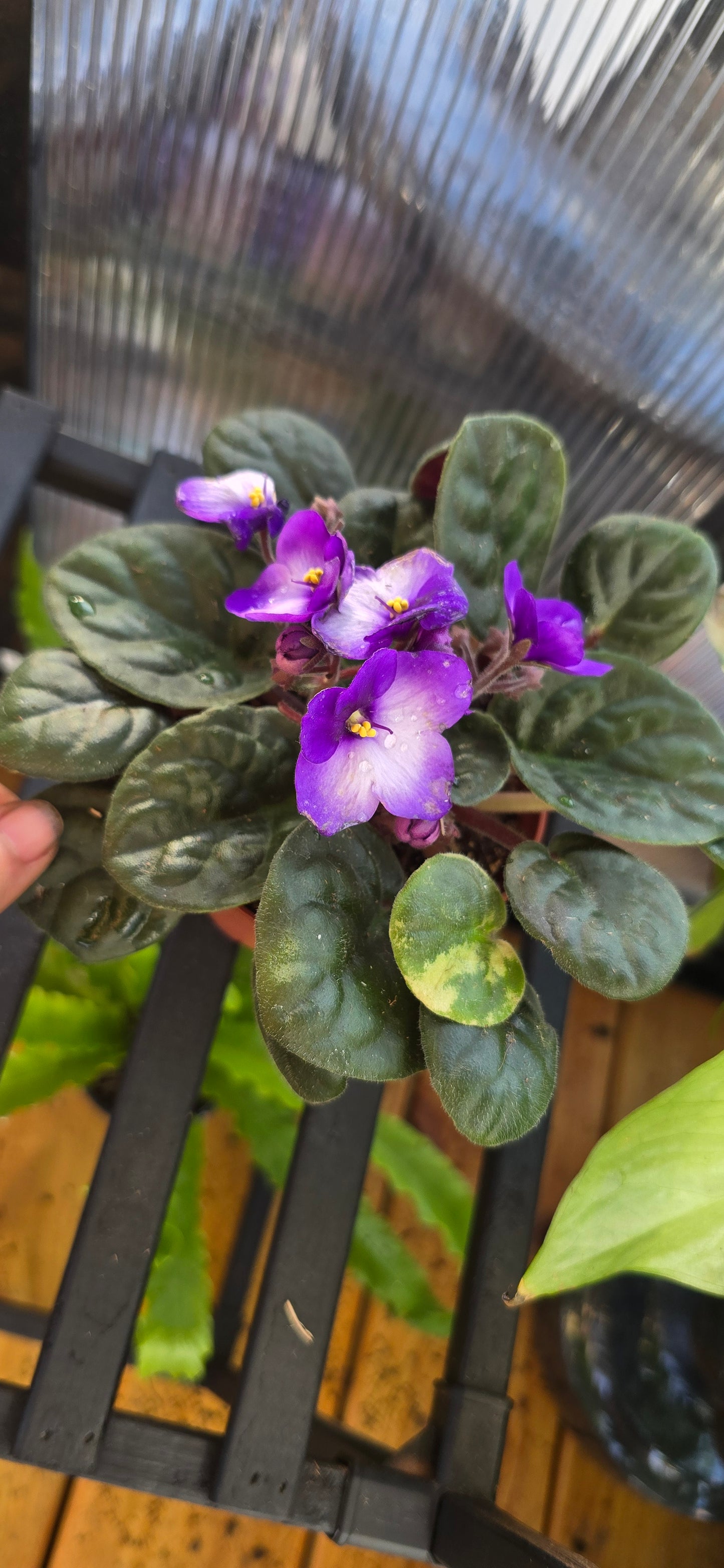 African violets