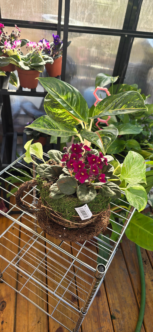 Teacup planter