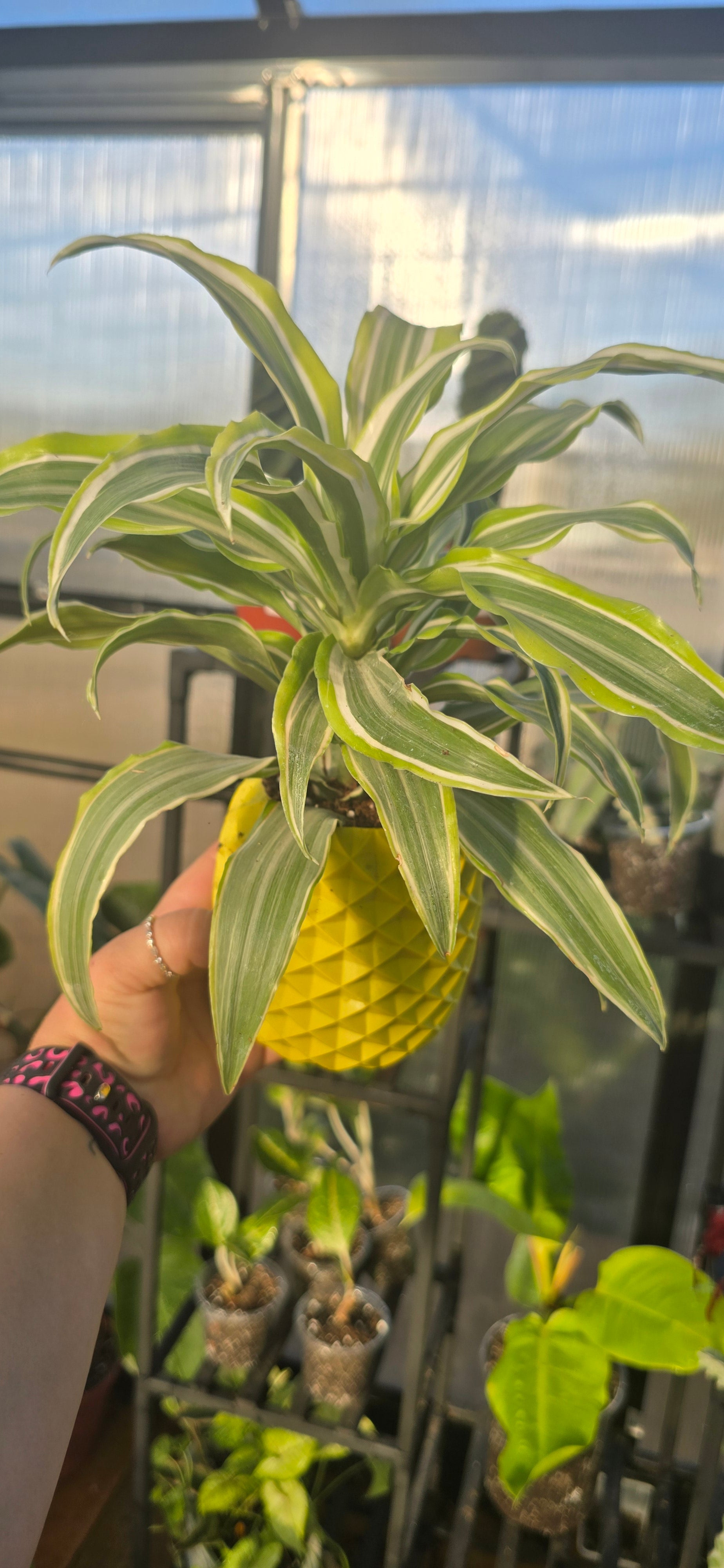 dracaena pineapple plant Drecanea pineapple planter – Heart and Soul Plant Nursery