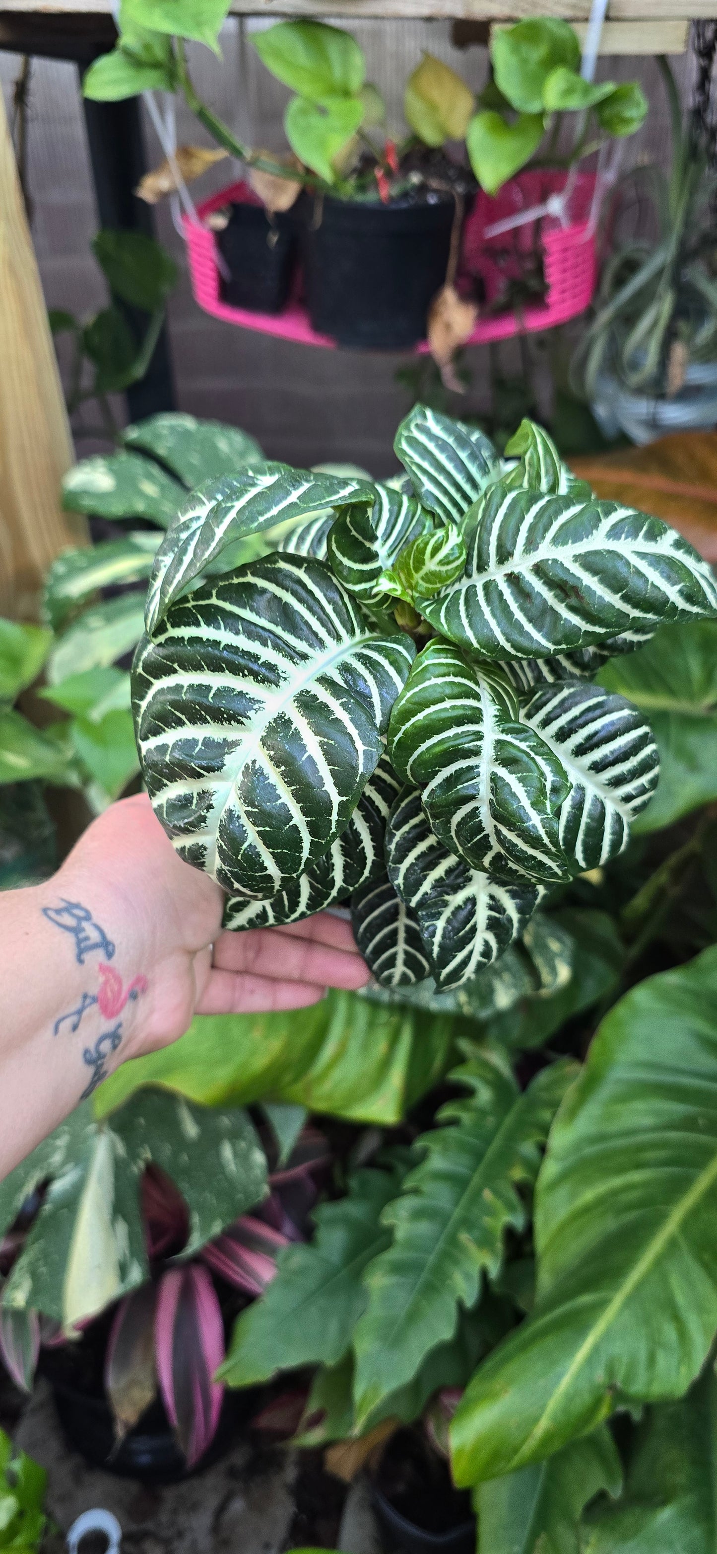 Zebra Plant